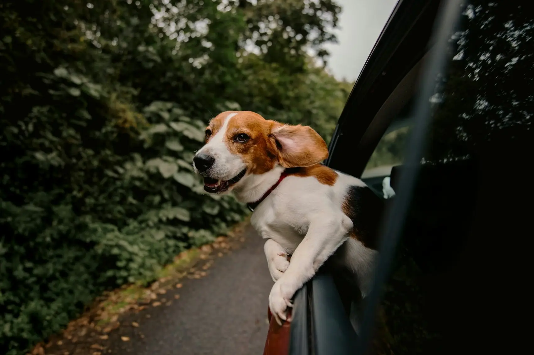 Perro esperando en la puerta con su premio favorito